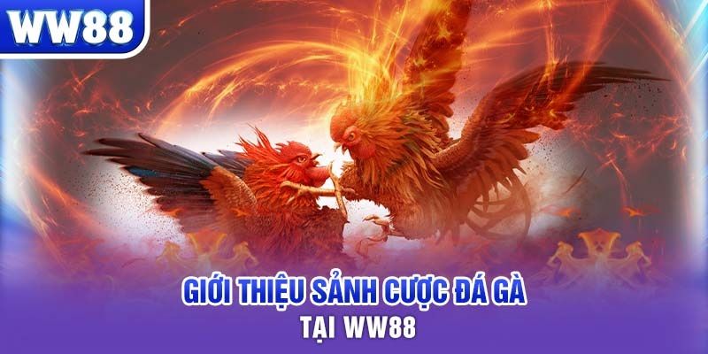 Giới thiệu không gian cá độ đá gà online tại ww88